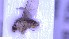  ( - NHMO-ENT-25815)  @11 [ ] by-nc-sa (2023) Unspecified University of Oslo, Natural History Museum