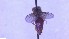  ( - NHMO-ENT-40825)  @11 [ ] by-nc-sa (2023) Unspecified University of Oslo, Natural History Museum