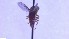  ( - NHMO-ENT-40826)  @11 [ ] by-nc-sa (2023) Unspecified University of Oslo, Natural History Museum