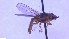  ( - NHMO-ENT-40827)  @11 [ ] by-nc-sa (2023) Unspecified University of Oslo, Natural History Museum