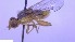  ( - NHMO-ENT-51012)  @11 [ ] by-nc-sa (2023) Unspecified University of Oslo, Natural History Museum