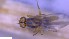  ( - NHMO-ENT-51012)  @11 [ ] by-nc-sa (2023) Unspecified University of Oslo, Natural History Museum