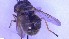  ( - NHMO-ENT-23795)  @11 [ ] by-nc-sa (2023) Unspecified University of Oslo, Natural History Museum