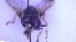  ( - NHMO-ENT-23795)  @11 [ ] by-nc-sa (2023) Unspecified University of Oslo, Natural History Museum