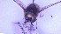  ( - NHMO-ENT-88444)  @11 [ ] by-nc-sa (2023) Unspecified University of Oslo, Natural History Museum