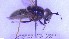  ( - NHMO-ENT-88444)  @11 [ ] by-nc-sa (2023) Unspecified University of Oslo, Natural History Museum
