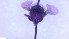  ( - NHMO-ENT-25549)  @11 [ ] by-nc-sa (2023) Unspecified University of Oslo, Natural History Museum