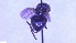  ( - NHMO-ENT-25550)  @11 [ ] by-nc-sa (2023) Unspecified University of Oslo, Natural History Museum