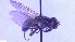  ( - NHMO-ENT-25550)  @11 [ ] by-nc-sa (2023) Unspecified University of Oslo, Natural History Museum