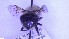  ( - NHMO-ENT-39423)  @11 [ ] by-nc-sa (2023) Unspecified University of Oslo, Natural History Museum