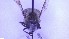  ( - NHMO-ENT-39423)  @11 [ ] by-nc-sa (2023) Unspecified University of Oslo, Natural History Museum