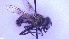  ( - NHMO-ENT-39423)  @11 [ ] by-nc-sa (2023) Unspecified University of Oslo, Natural History Museum