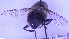  ( - NHMO-ENT-96326)  @11 [ ] by-nc-sa (2023) Unspecified University of Oslo, Natural History Museum