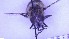  ( - NHMO-ENT-96326)  @11 [ ] by-nc-sa (2023) Unspecified University of Oslo, Natural History Museum