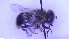  ( - NHMO-ENT-96327)  @11 [ ] by-nc-sa (2023) Unspecified University of Oslo, Natural History Museum