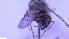  ( - NHMO-ENT-40653)  @11 [ ] by-nc-sa (2023) Unspecified University of Oslo, Natural History Museum