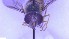  ( - NHMO-ENT-40653)  @11 [ ] by-nc-sa (2023) Unspecified University of Oslo, Natural History Museum