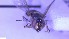  ( - NHMO-ENT-264335)  @11 [ ] by-nc-sa (2023) Unspecified University of Oslo, Natural History Museum