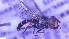  ( - NHMO-ENT-264335)  @11 [ ] by-nc-sa (2023) Unspecified University of Oslo, Natural History Museum