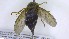  ( - NHMO-ENT-88628)  @11 [ ] by-nc-sa (2023) Unspecified University of Oslo, Natural History Museum