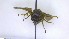  ( - NHMO-ENT-88628)  @11 [ ] by-nc-sa (2023) Unspecified University of Oslo, Natural History Museum