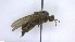  ( - NHMO-ENT-88628)  @11 [ ] by-nc-sa (2023) Unspecified University of Oslo, Natural History Museum