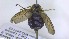  ( - NHMO-ENT-495881)  @11 [ ] by-nc-sa (2023) Unspecified University of Oslo, Natural History Museum