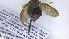  ( - NHMO-ENT-495882)  @11 [ ] by-nc-sa (2023) Unspecified University of Oslo, Natural History Museum