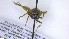  ( - NHMO-ENT-495882)  @11 [ ] by-nc-sa (2023) Unspecified University of Oslo, Natural History Museum