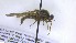  ( - NHMO-ENT-495882)  @11 [ ] by-nc-sa (2023) Unspecified University of Oslo, Natural History Museum