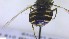  ( - NHMO-ENT-88496)  @11 [ ] by-nc-sa (2023) Unspecified University of Oslo, Natural History Museum
