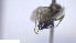  ( - NHMO-ENT-49136)  @11 [ ] by-nc-sa (2023) Unspecified University of Oslo, Natural History Museum