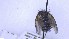 ( - NHMO-ENT-22320)  @11 [ ] by-nc-sa (2023) Unspecified University of Oslo, Natural History Museum