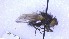  ( - NHMO-ENT-22320)  @11 [ ] by-nc-sa (2023) Unspecified University of Oslo, Natural History Museum