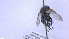  ( - NHMO-ENT-32441)  @11 [ ] by-nc-sa (2023) Unspecified University of Oslo, Natural History Museum