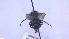  ( - NHMO-ENT-32442)  @11 [ ] by-nc-sa (2023) Unspecified University of Oslo, Natural History Museum