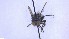  ( - NHMO-ENT-32442)  @11 [ ] by-nc-sa (2023) Unspecified University of Oslo, Natural History Museum