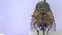  ( - NHMO-ENT-96866)  @11 [ ] by-nc-sa (2023) Unspecified University of Oslo, Natural History Museum