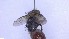 ( - NHMO-ENT-96869)  @11 [ ] by-nc-sa (2023) Unspecified University of Oslo, Natural History Museum
