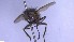  ( - NHMO-ENT-96827)  @11 [ ] by-nc-sa (2023) Unspecified University of Oslo, Natural History Museum