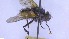  ( - NHMO-ENT-96827)  @11 [ ] by-nc-sa (2023) Unspecified University of Oslo, Natural History Museum