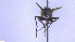  ( - NHMO-ENT-96828)  @11 [ ] by-nc-sa (2023) Unspecified University of Oslo, Natural History Museum