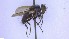  ( - NHMO-ENT-96828)  @11 [ ] by-nc-sa (2023) Unspecified University of Oslo, Natural History Museum