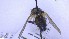  ( - NHMO-ENT-495912)  @11 [ ] by-nc-sa (2023) Unspecified University of Oslo, Natural History Museum