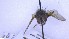  ( - NHMO-ENT-495912)  @11 [ ] by-nc-sa (2023) Unspecified University of Oslo, Natural History Museum