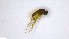  (Systenus bipartitus - NHMO-ENT-254240)  @11 [ ] by-nc-sa (2023) Unspecified University of Oslo, Natural History Museum