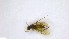  (Sympycnus spiculatus - NHMO-ENT-97946)  @11 [ ] by-nc-sa (2023) Unspecified University of Oslo, Natural History Museum