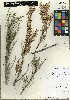  ( - BTAM_ARC825)  @11 [ ] CreativeCommons - Attribution Non-Commercial Share-Alike (2018) Unspecified Missouri Botanical Garden