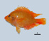  (Amphilophus - Acit3)  @15 [ ] Copyright  J. Quilang and S.V. Aquilino, 2010 Unspecified