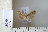  (Cnephasia abrasana - CCDB-11132-G11)  @13 [ ] Copyright  B. Zlatkov 2011 Unspecified